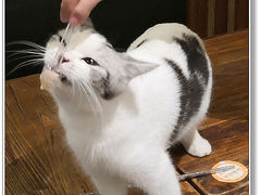 -吉丁鸟咖·异宠·寄养
