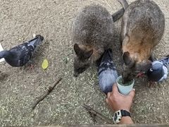 -费瑟代尔野生动物园