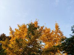 -三圣花乡旅游区