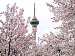 -麦当劳(军博店)