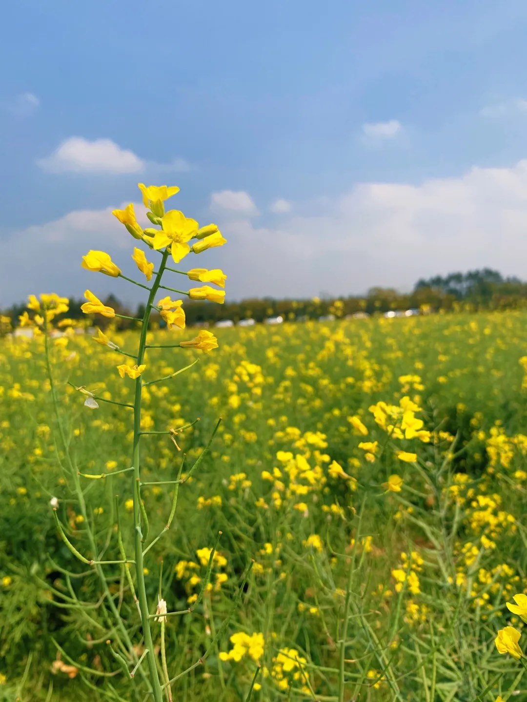 赤坭蓝田村油菜花图片