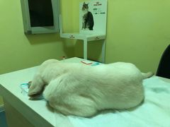 -瑞鹏宠物医院·爱宠堂·骨外专科(西荷分院)