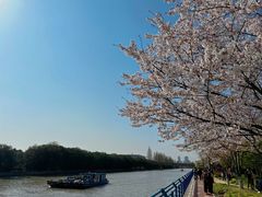 -高东镇樱花园