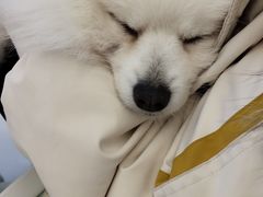 -怪兽屋·羊驼·猫咖·狗咖(俊华广场店)