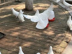 -南昌动物园