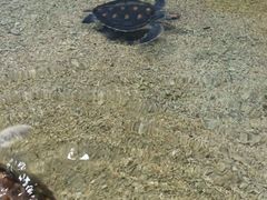 -芜湖新华联大白鲸海洋公园