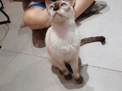 -Heymao猫咖.咖啡厅(东门店)