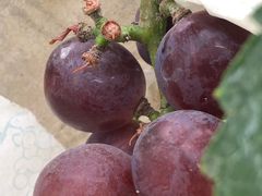 -马陆小张葡萄园农家乐