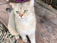 -喵屿·大理花园猫咖