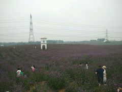 -紫颐香薰山谷景区