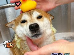 -爱派特动物医院·全科诊疗中心