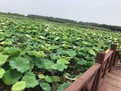 -荷塘月色湿地公园·向阳花洲