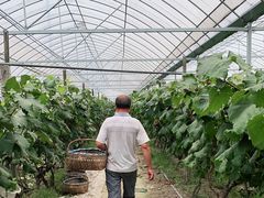 -马陆小张葡萄园农家乐