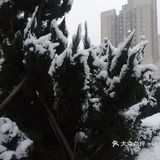 白雪却嫌春色晚，故穿庭树作飞花