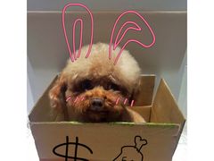 -酷狗靓猫宠物·洗护·美容·寄养(航北路店)