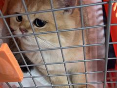 -中农大我爱我爱动物医院·核磁CT·猫病·24小时夜诊中心(石佛营店)