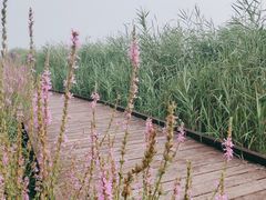 -西青郊野公园