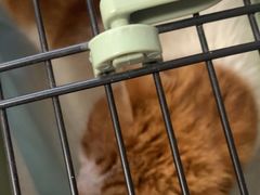 -宠福鑫康馨动物医院·骨科·眼科