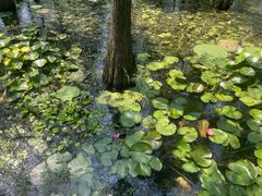 -池杉湖湿地公园