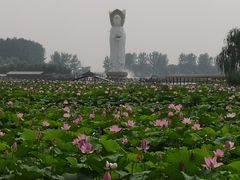 -白洋淀景区
