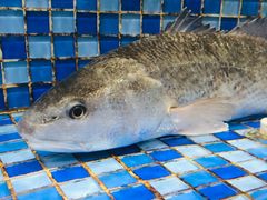 -睿柏云酒店-餐厅