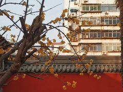 -万寿八仙宫