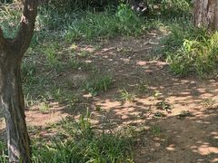 -洛阳市隋唐城遗址植物园