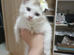 -虹泰宠物医院 ·旗舰店·24h(南秀路店)