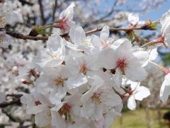 -大兴滨河森林公园