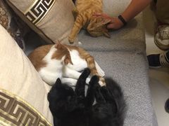 -大观园影院式足浴Spa店(沙坪坝店)