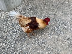 -热田神宫