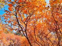 -北京西山国家森林公园