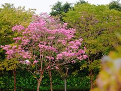 -深圳人才公园