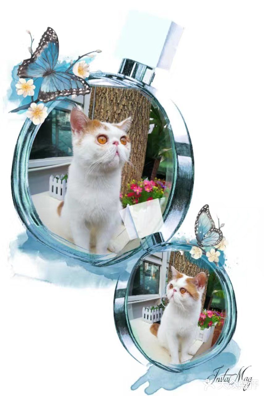 是一家以猫为主题的网红餐厅