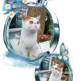 是一家以猫为主题的网红餐厅