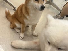 -共舞时光猫咖·狗咖(新街口店)
