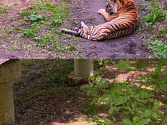 -哈尔滨北方森林动物园