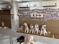 -星多哈·狗咖·拼豆·咖啡