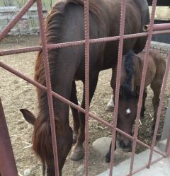 -萌宠亲子动物乐园(槐房万达店)