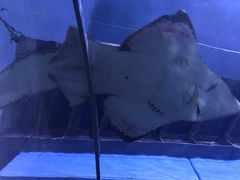 -暹罗海洋世界