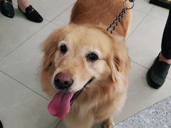 -爱侣宠医·鹦鹉专科·小型哺乳类·异宠专科(灵石路店)