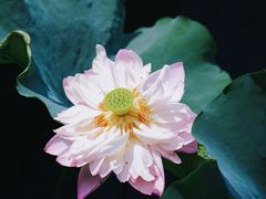 -荷塘月色湿地公园·向阳花洲