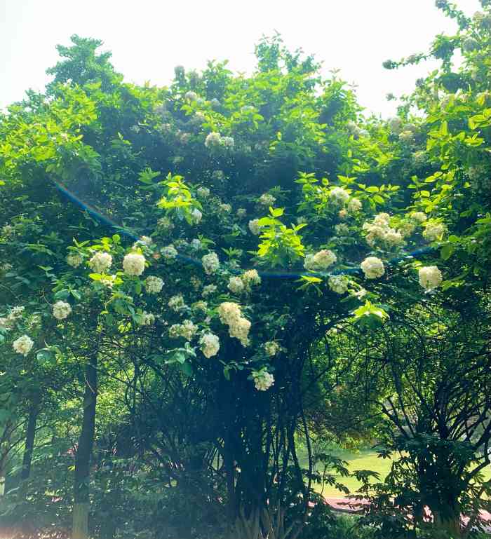 紫凤公园-"真的太美太出片了,很小的一个公园,里面还.