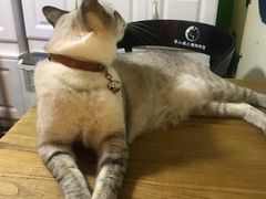 -李小姐の猫咖啡馆(五角场店)