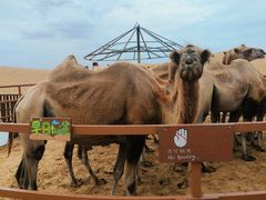 -银肯塔拉沙漠生态旅游景区