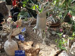 -国家植物园南园