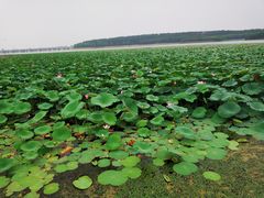 -丁香湖公园