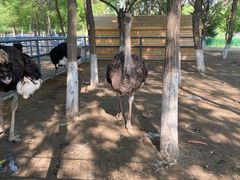 -长白岛森林公园