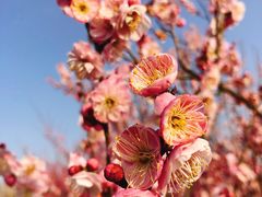 -蜀冈西峰生态公园