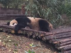 -成都大熊猫繁育研究基地